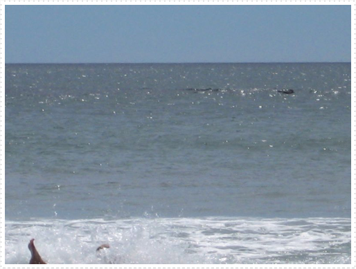 Betz trying to surf again - 07 Betz trying to surf again - 07