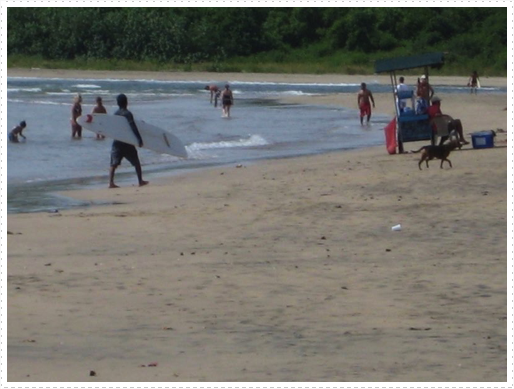 Dog is done surfing Dog is done surfing