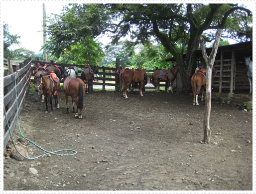 Pen of horses Pen of horses