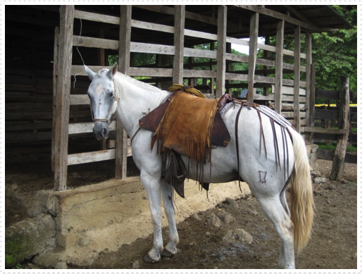 Gustavo's horse Gustavo's horse
