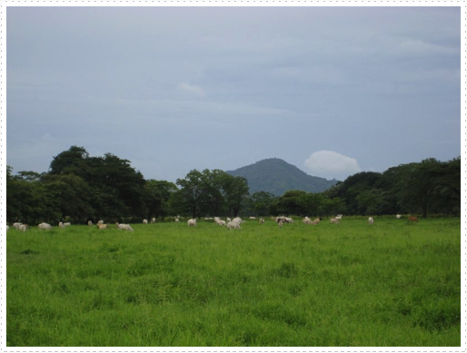 White cattle - 2 White cattle - 2