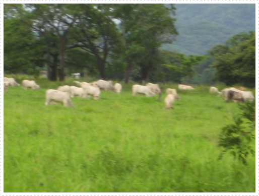 White cattle - 3 White cattle - 3