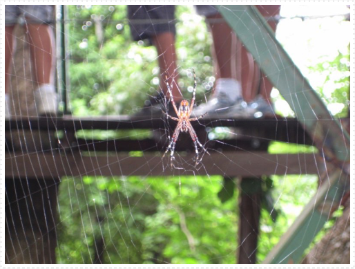 Spider that looks like a monkey Spider that looks like a monkey