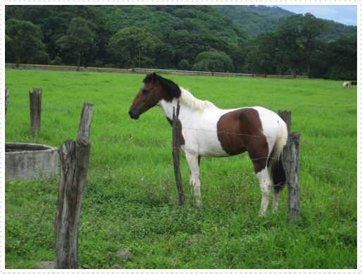 Rio the stud - 1 Rio the stud - 1