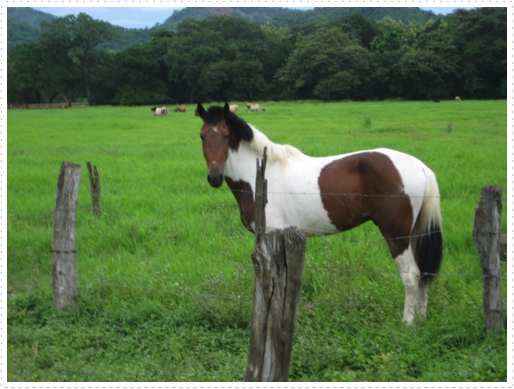 Rio the stud - 2 Rio the stud - 2