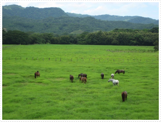 Horses grazing after the ride - 2 Horses grazing after the ride - 2