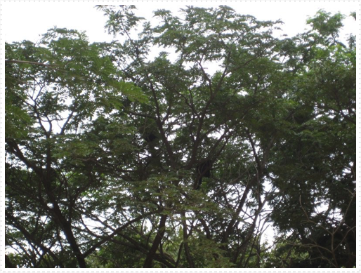 Monkeys in trees - 1 Monkeys in trees - 1