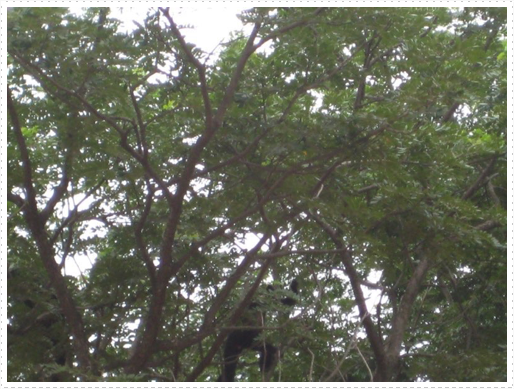 Monkeys in trees - 2 Monkeys in trees - 2
