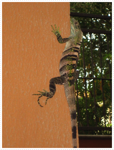 Local neighbor - 5 Local neighbor - 5