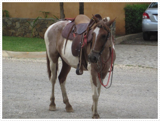 Horse rides - 2 Horse rides - 2