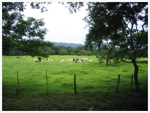 White cattle White cattle
