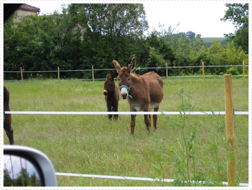 Baby donkey and mother outside of St. Orens Pouy Petit, France Baby donkey and mother outside of St. Orens Pouy Petit, France