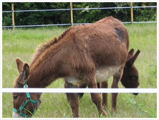 Baby donkey and mother outside of St. Orens Pouy Petit, France Baby donkey and mother outside of St. Orens Pouy Petit, France