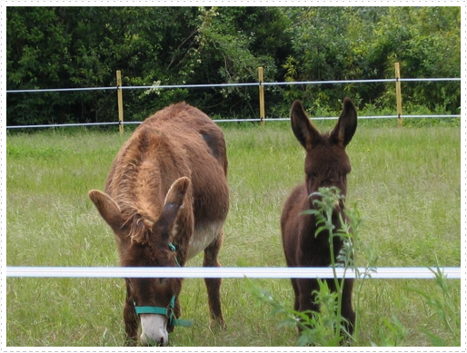 Baby donkey and mother outside of St. Orens Pouy Petit, France Baby donkey and mother outside of St. Orens Pouy Petit, France