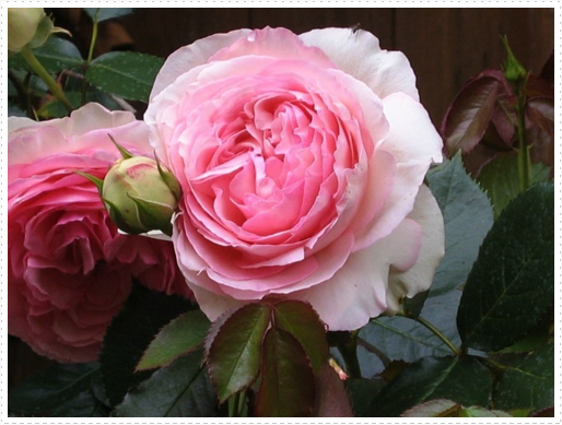 Roses in garden in St. Orens Pouy Petit, France Roses in garden in St. Orens Pouy Petit, France