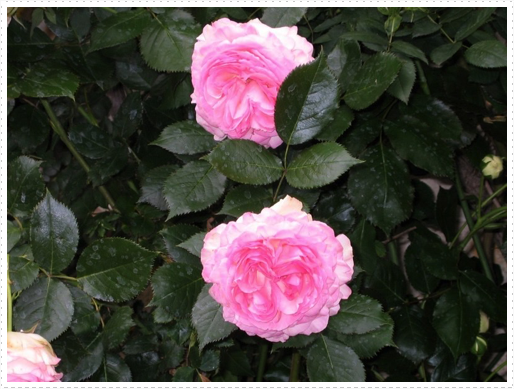 Roses in garden in St. Orens Pouy Petit, France Roses in garden in St. Orens Pouy Petit, France