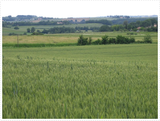 Wheat field behind St. Orens Pouy Petit, France Wheat field behind St. Orens Pouy Petit, France