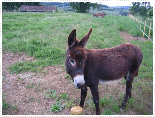 Baby donkey just outside town of St. Orens Pouy Petit Baby donkey just outside town of St. Orens Pouy Petit