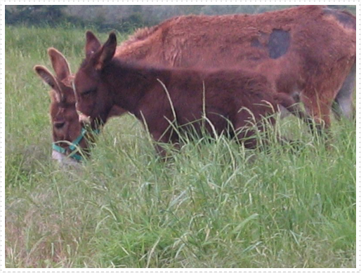 Baby donkey and mother just outside town of St. Orens Pouy Petit Baby donkey and mother just outside town of St. Orens Pouy Petit