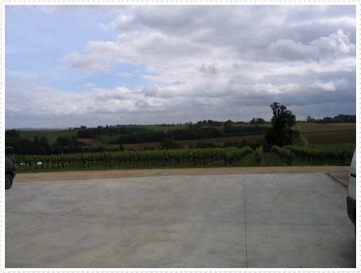 Grape fields next to Chiroulet winery Grape fields next to Chiroulet winery