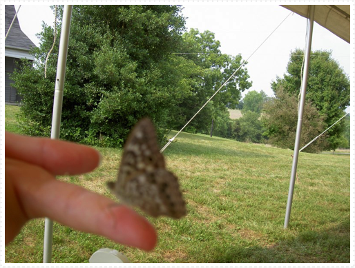 Frederick Family Reunion 8/6/2005 - Blake's butterfly Frederick Family Reunion 8/6/2005 - Blake's butterfly