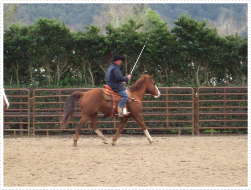 Kerry riding JD without bridle or halter - 12 Kerry riding JD without bridle or halter - 12