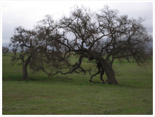 Oak trees - 2 Oak trees - 2