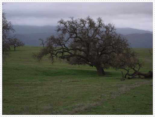 Oak trees - 3 Oak trees - 3