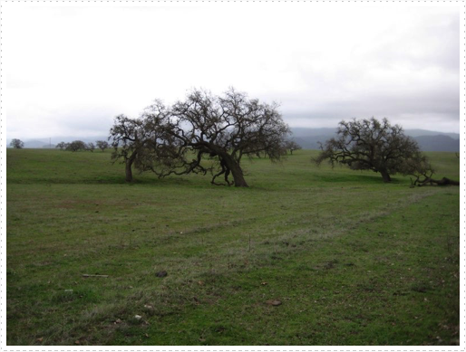 Oak trees - 4 Oak trees - 4