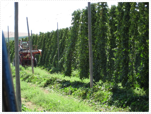 Cutting hops Cutting hops