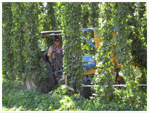 Cutting hops Cutting hops