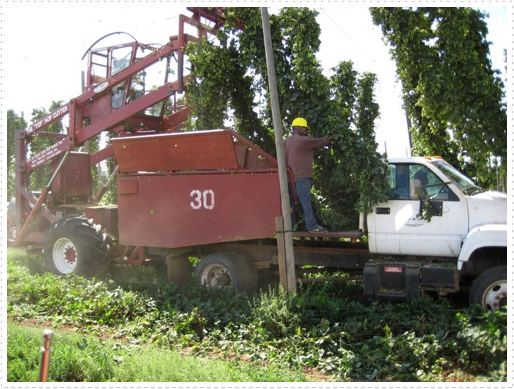 Loading hops on truck Loading hops on truck