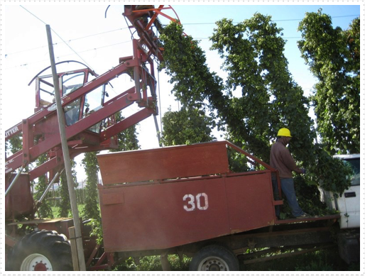 Loading hops Loading hops