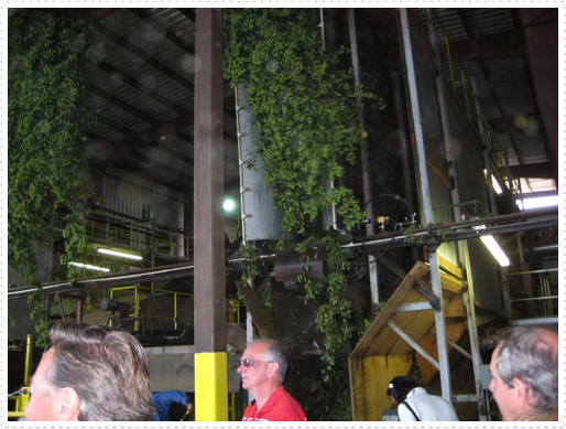 Processing hops - 03 Processing hops - 03