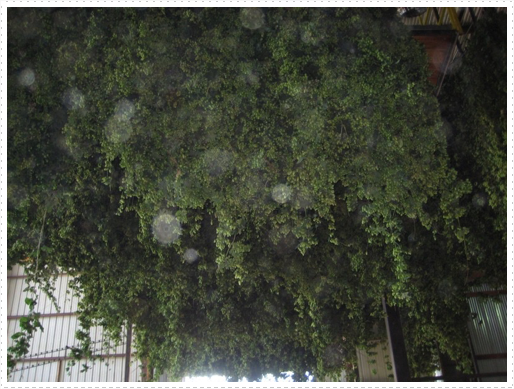 Processing hops - 07 Processing hops - 07