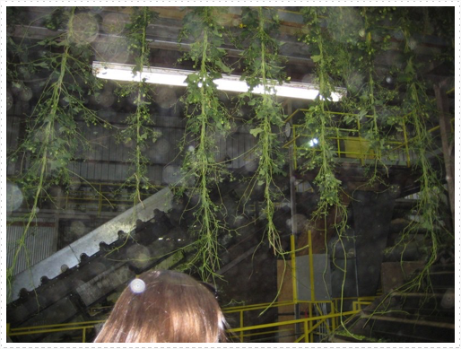 Processing hops - 11 Processing hops - 11