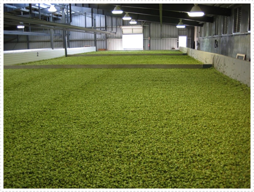 Hop drying bins - 3 Hop drying bins - 3
