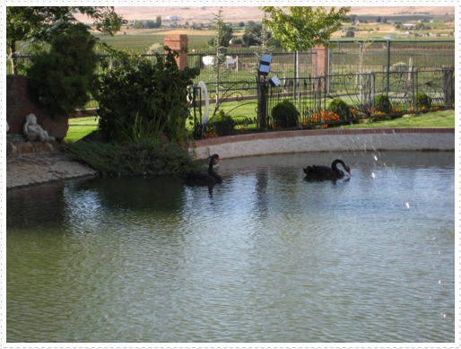 Swan pond at Lester & Emma Roy home Swan pond at Lester & Emma Roy home