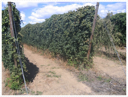 Hop fields Hop fields