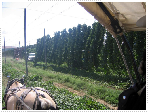 Hop fields Hop fields