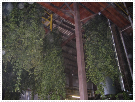 Processing hops - 01 Processing hops - 01