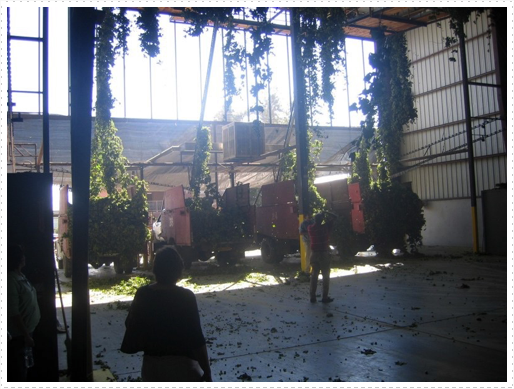 Processing hops - 06 Processing hops - 06
