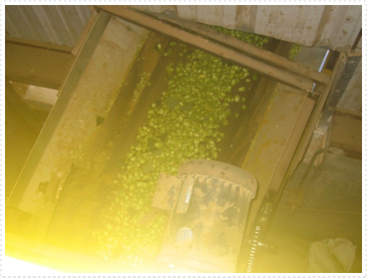 Processing hops - 22 Processing hops - 22