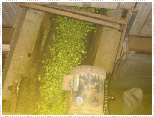 Processing hops - 23 Processing hops - 23
