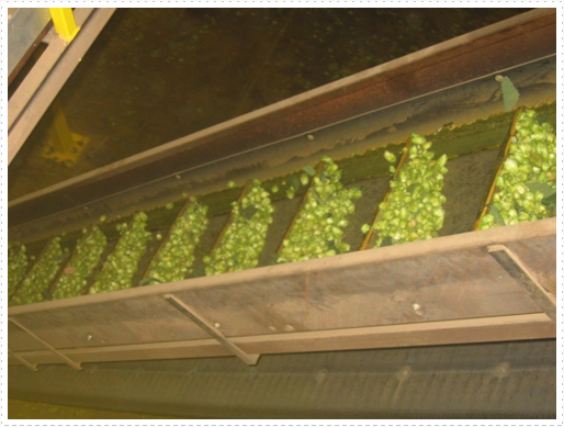 Processing hops - 24 Processing hops - 24