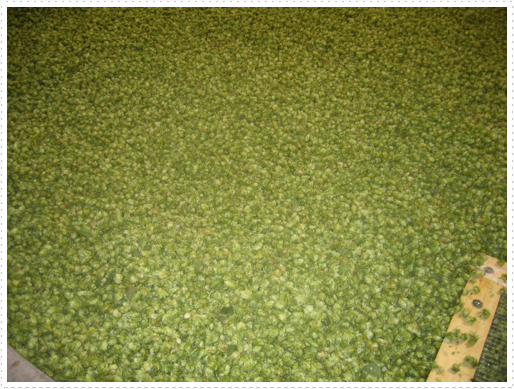 Hop drying bins - 2 Hop drying bins - 2