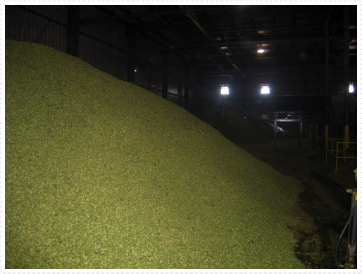 Dried hops - 1 Dried hops - 1